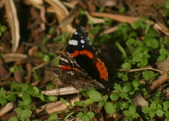 Vanessa atalanta