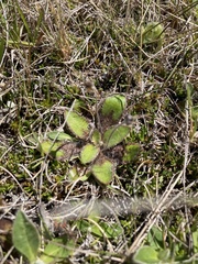 Plantago spathulata
