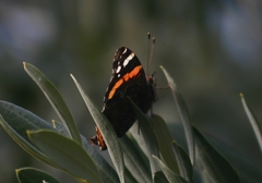 Vanessa atalanta