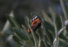 Vanessa atalanta