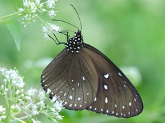 Euploea midamus