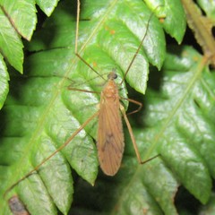 Amphineurus