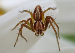 Oxyopes amoenus