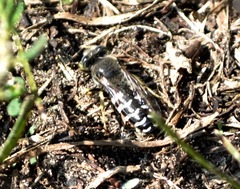 Bembix americana spinolae