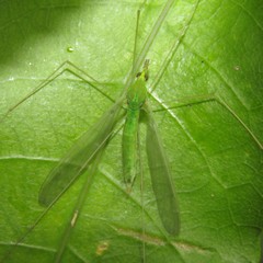 Leptotarsus virescens