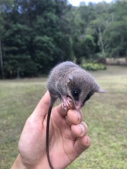 Cercartetus caudatus