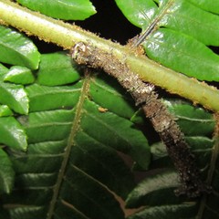 Declana floccosa