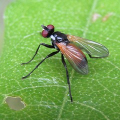 Huttonobesseria verecunda