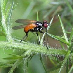Huttonobesseria verecunda