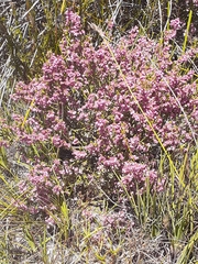 Erica gnaphaloides