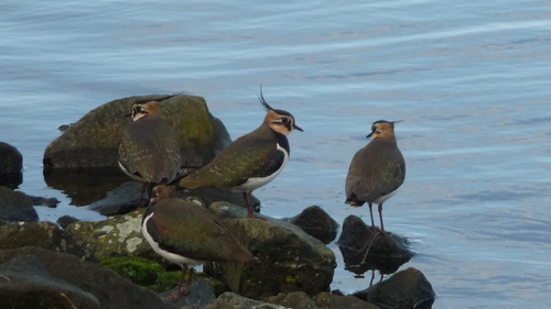 Vanellus vanellus