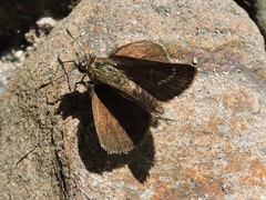 Aeromachus stigmata