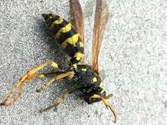 Polistes gallicus
