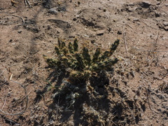 Grusonia aggeria