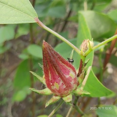 Hibiscus subdariffa