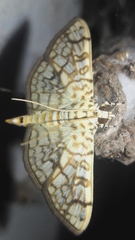 Haritalodes derogata