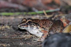 Limnonectes macrodon