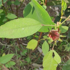 Hibiscus subdariffa