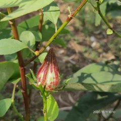 Hibiscus subdariffa