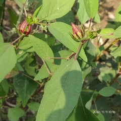 Hibiscus subdariffa