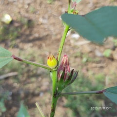 Hibiscus subdariffa