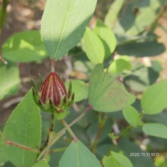 Hibiscus subdariffa