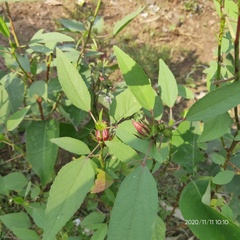 Hibiscus subdariffa