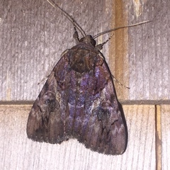 Catocala muliercula
