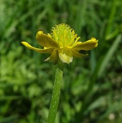Ranunculus plebeius