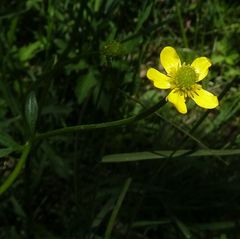 Ranunculus plebeius
