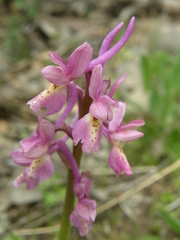 Orchis laeta image