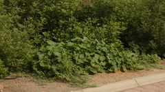 Malva parviflora