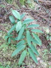 Smilax glabra