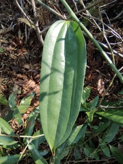 Smilax glabra