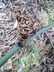 Smilax glabra