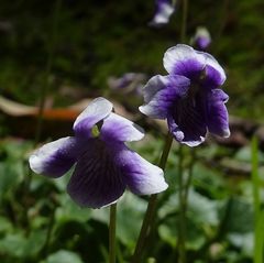 Viola eminens