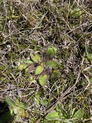 Plantago spathulata