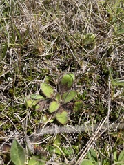 Plantago spathulata