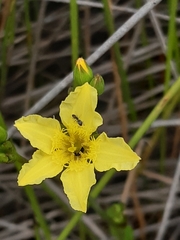 Liparophyllum exaltatum