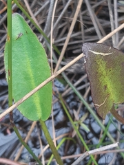 Liparophyllum exaltatum