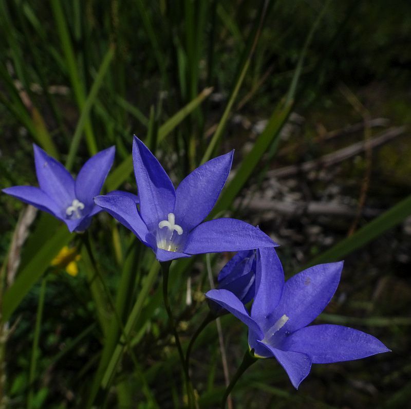 Wahlenbergia gymnoclada