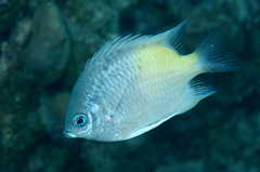 Yellowfin Damsel photo 2