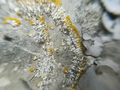 Caloplaca verruculifera image