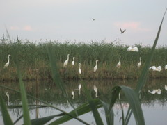 Ardea alba