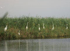 Ardea alba