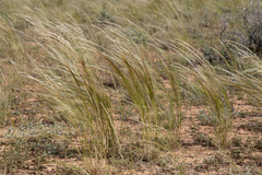 Austrostipa nitida