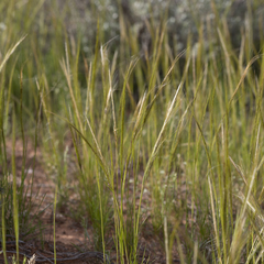 Austrostipa nitida