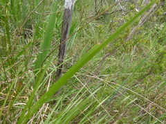 Lomandra densiflora