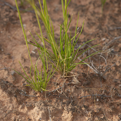 Austrostipa nitida