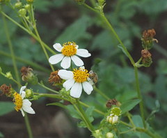 Eristalinus arvorum